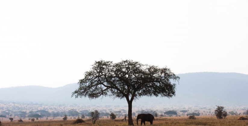 Kati Kati Serengeti Camp (9)