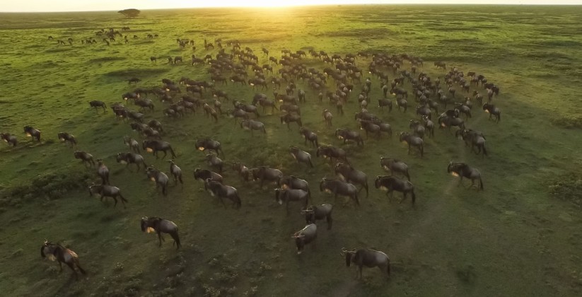 Kliens Camp Serengeti (2)