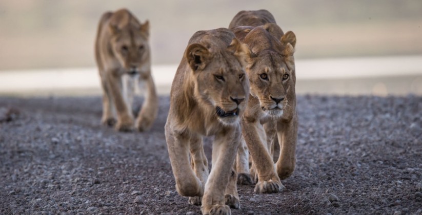 Kliens Camp Serengeti (29)