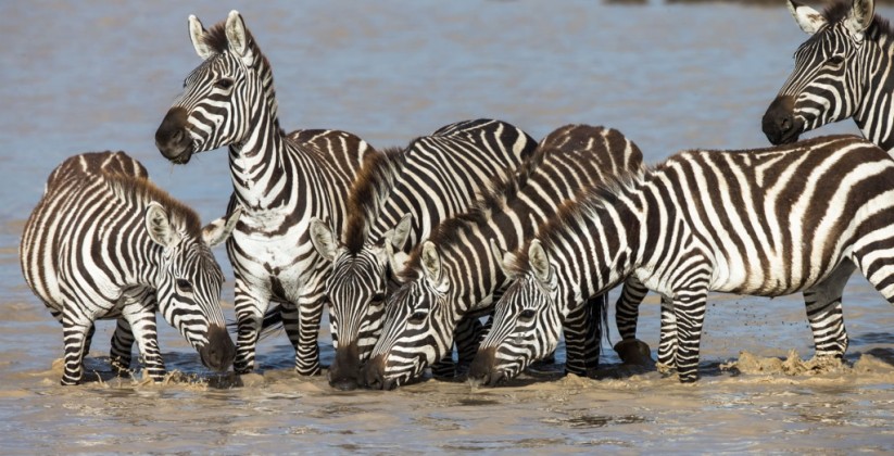 Kliens Camp Serengeti (35)