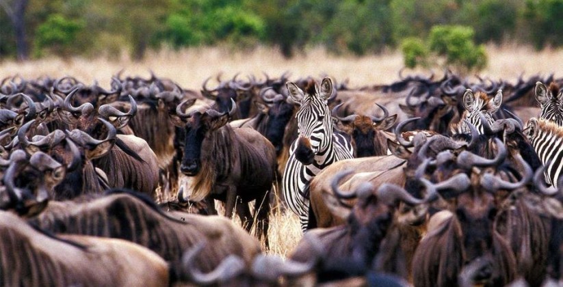 lake manyara tree lodge (15)