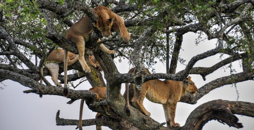 Lemala Manyara Tented Camp (2)