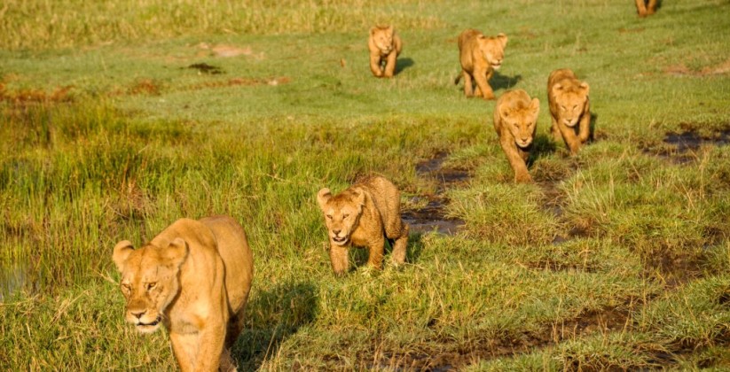 Lemala Ndutu Safari Camp (11)