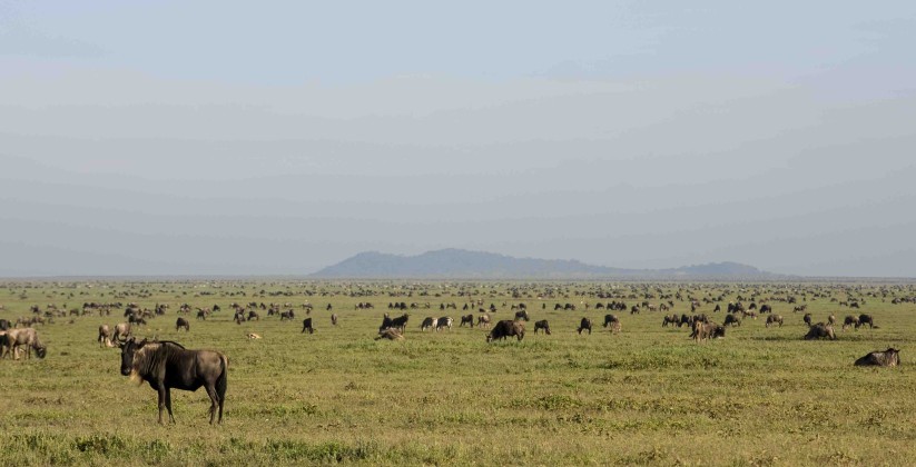 Ndutu Under Canvas (4)