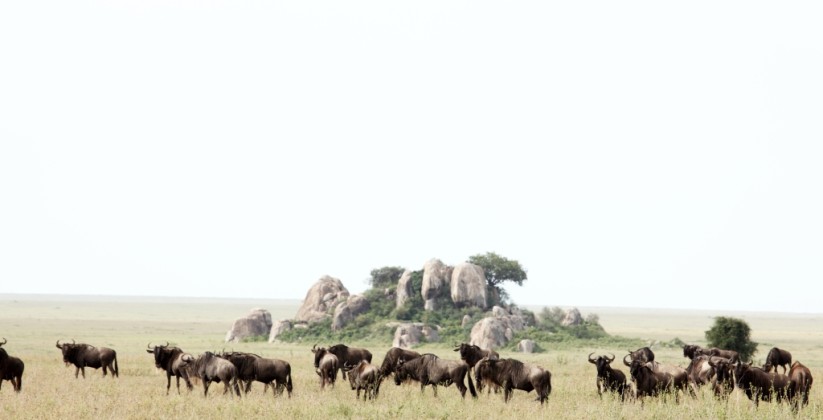 Wildebeest-Soit-Lemontonye-HR