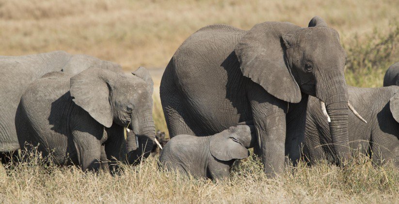 Kubu Kubu Tented Camp (4)